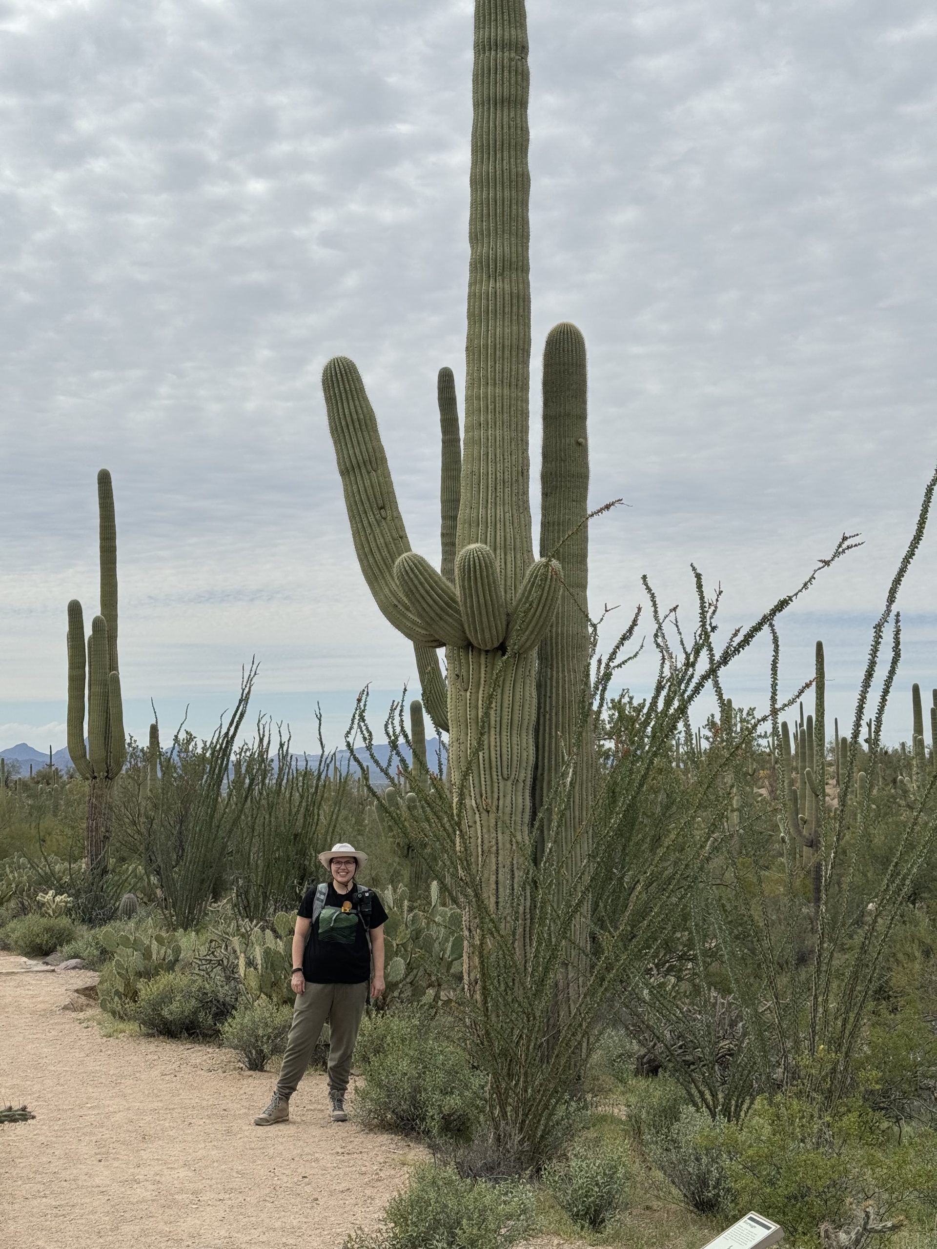Cactus