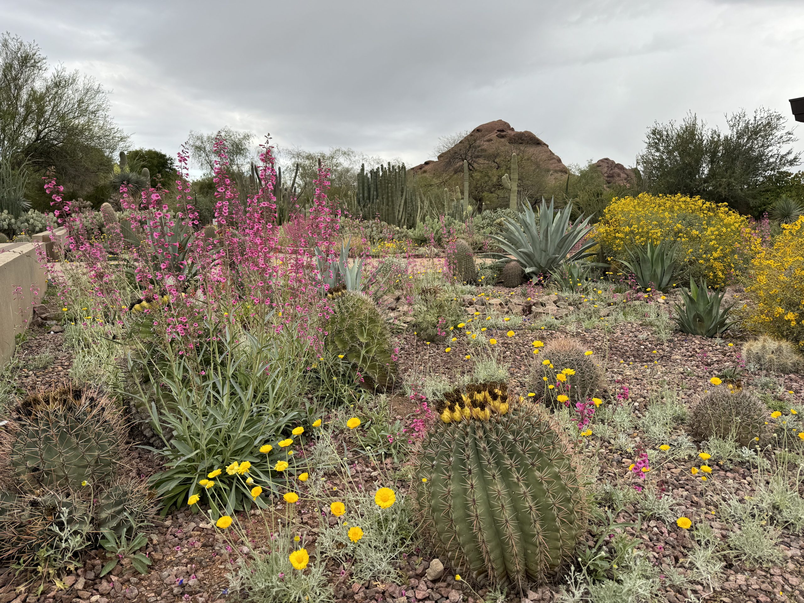 Cacti